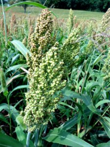 Sorghum Moench, 1794