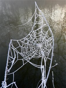 Rijp op spinneweb