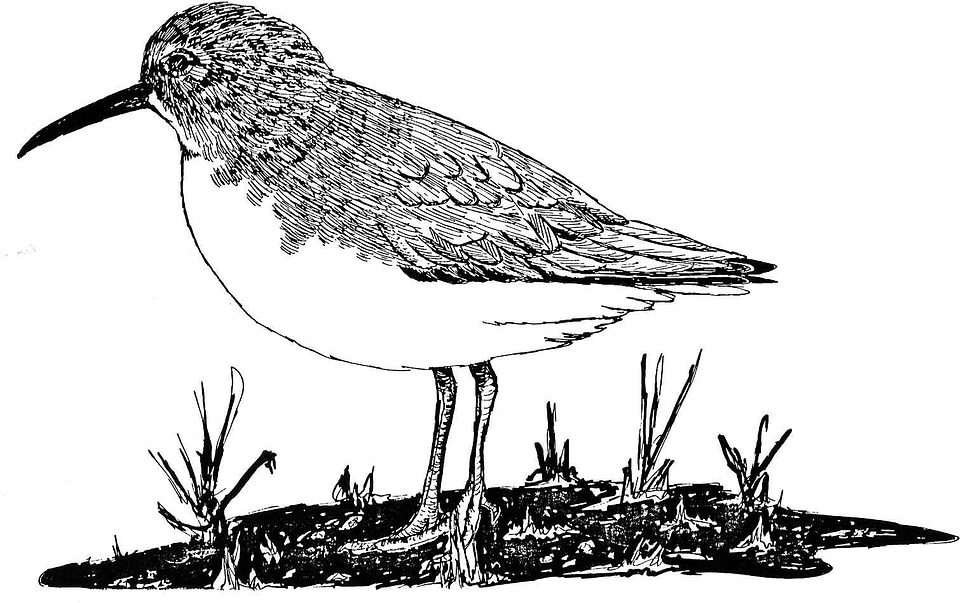 Bird card drawing