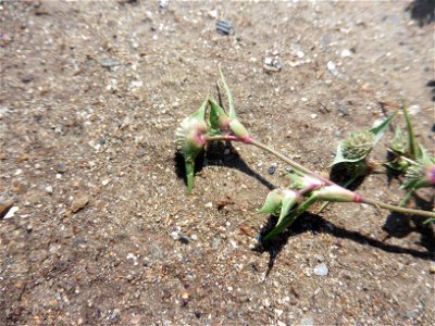 Crypsis aculeata (L.) Aiton, 1789