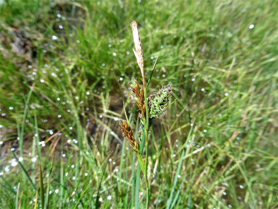 Carex nigra (L.) Reichard, 1778