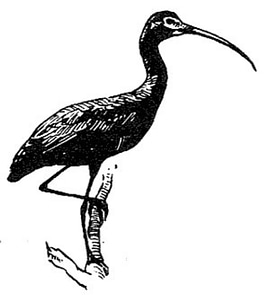 Bird black black and white