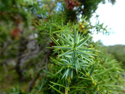 Juniperus communis L., 1753
