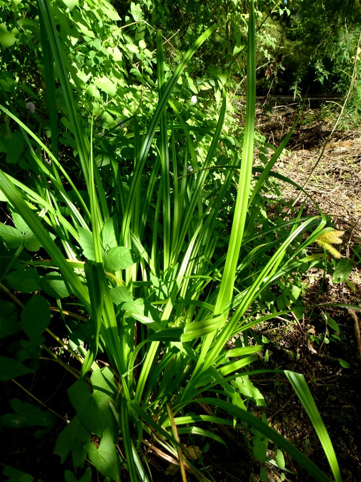 Carex pseudocyperus L., 1753