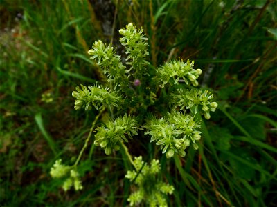 Sedum sediforme (Jacq.) Pau, 1909