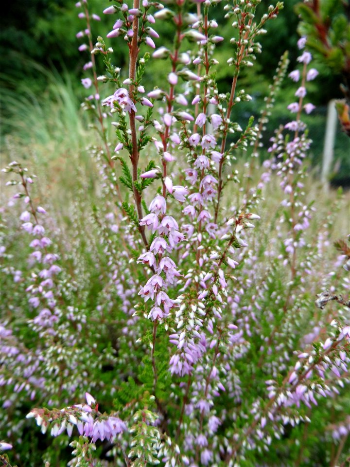 Calluna vulgaris (L.) Hull, 1808