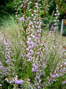 Calluna vulgaris (L.) Hull, 1808