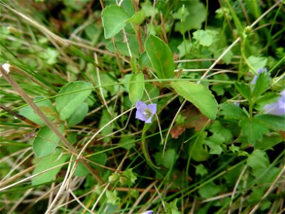 Wahlenbergia hederacea (L.) Rchb., 1827