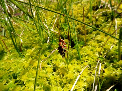 Carex limosa L., 1753