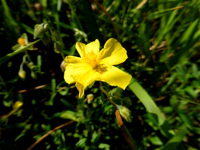 Helianthemum nummularium (L.) Mill., 1768