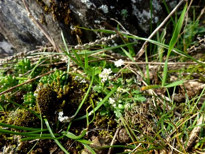 Teesdalia nudicaulis (L.) W.T.Aiton, 1812