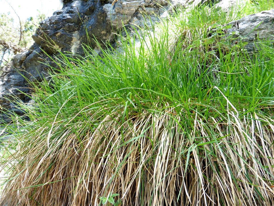 Carex sempervirens Vill., 1787