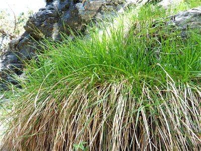 Carex sempervirens Vill., 1787