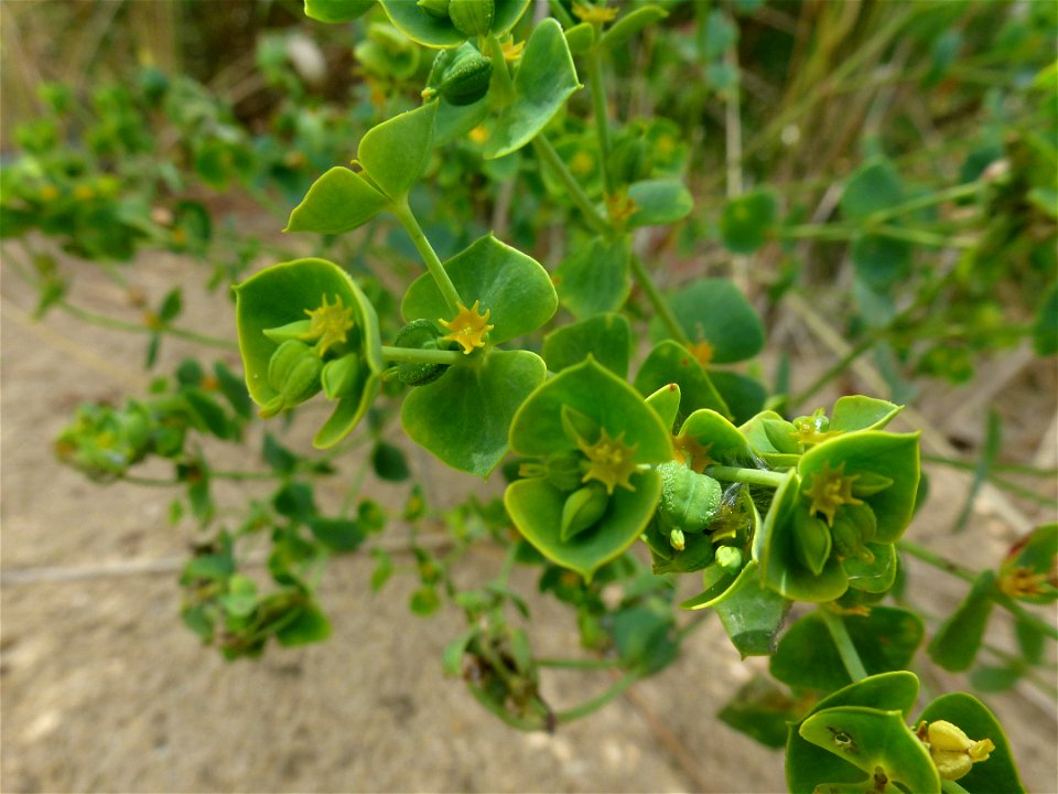 Euphorbia segetalis subsp. portlandica (L.) Litard., 1936