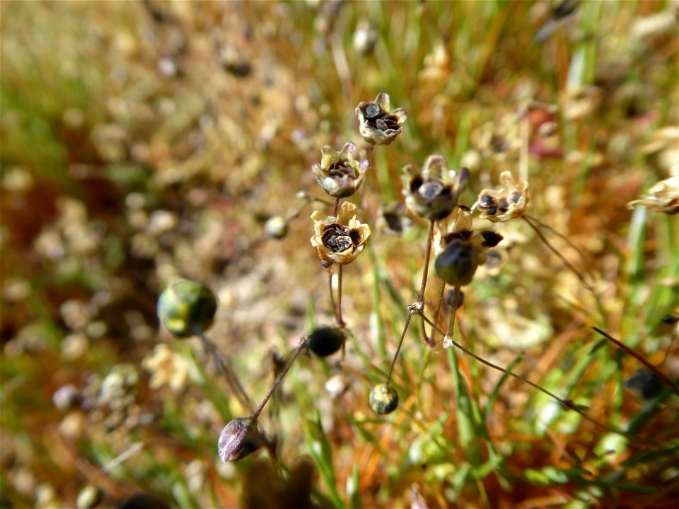 Spergula morisonii Boreau, 1847