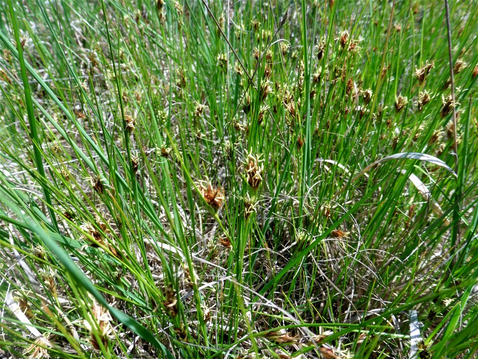 Rhynchospora fusca (L.) W.T.Aiton, 1810