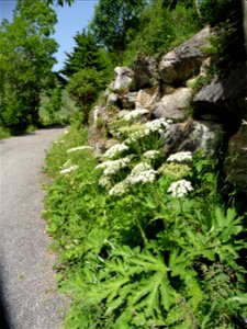 Heracleum pyrenaicum Lam., 1785