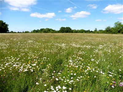 Prairie mésophile, Vendée