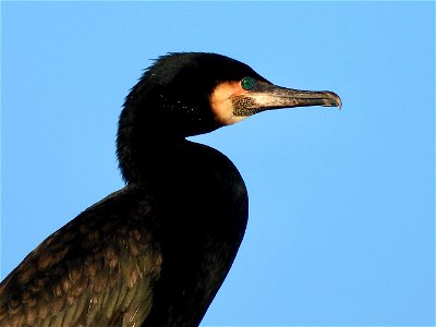 Aalscholver
