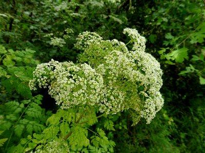 Conium maculatum L., 1753