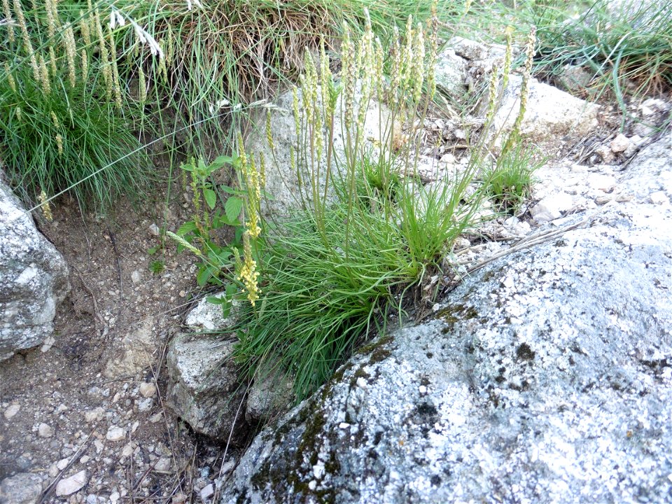 Plantago capitellata Ramond ex DC., 1805