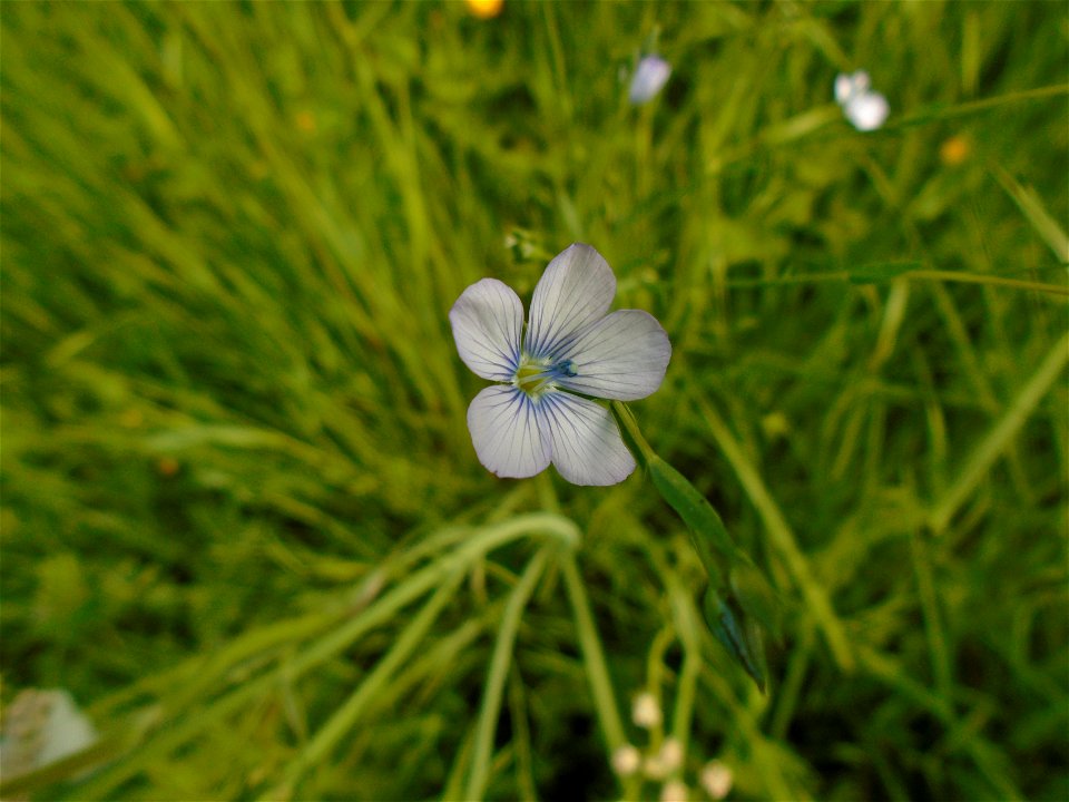 Linum usitatissimum subsp. angustifolium (Huds.) Thell., 1912