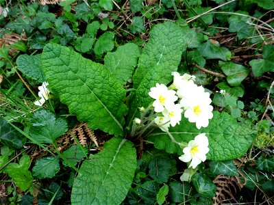 Primula vulgaris Huds., 1762