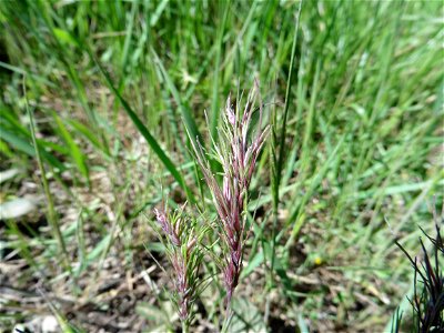 Poa bulbosa L., 1753