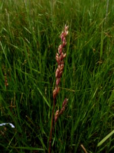 Bromus racemosus L., 1762
