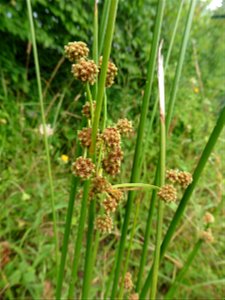 Scirpoides holoschoenus (L.) Soják, 1972