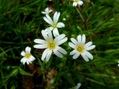 Stellaria holostea L., 1753