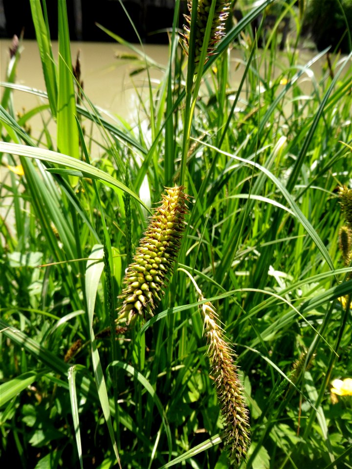 Carex riparia Curtis, 1783