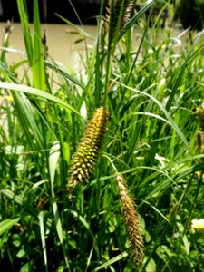 Carex riparia Curtis, 1783