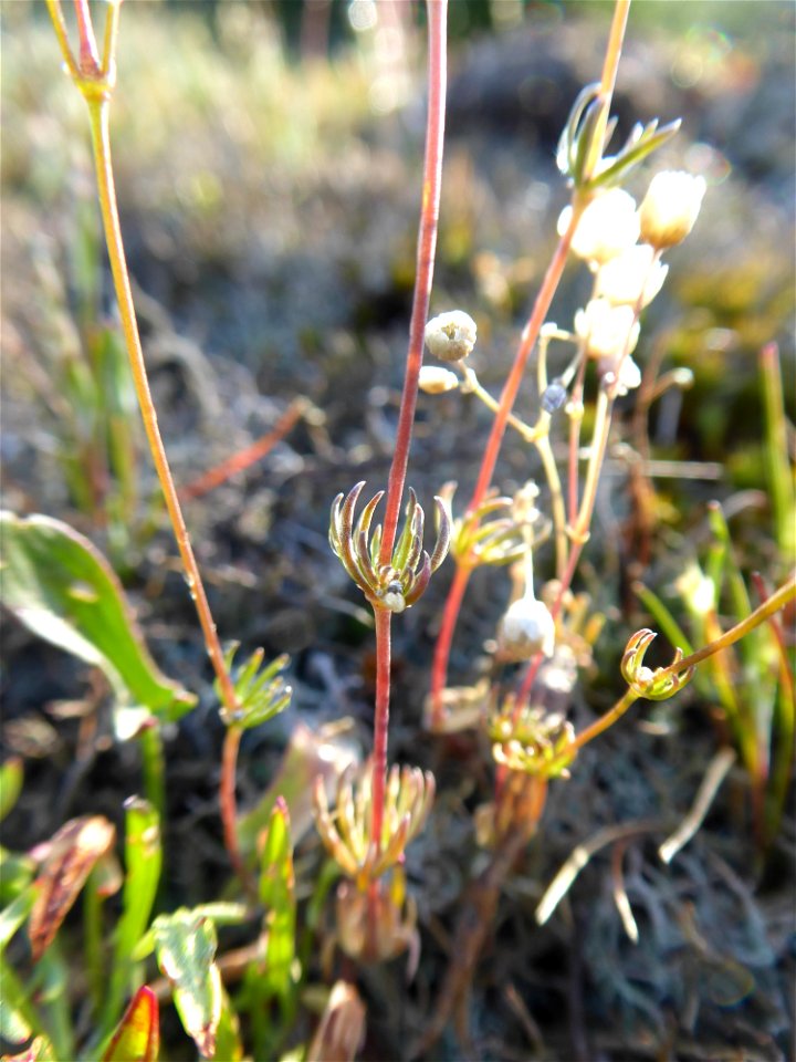 Spergula morisonii Boreau, 1847