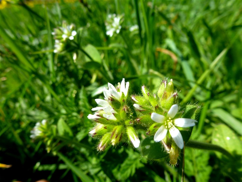 Cerastium glomeratum Thuill., 1799