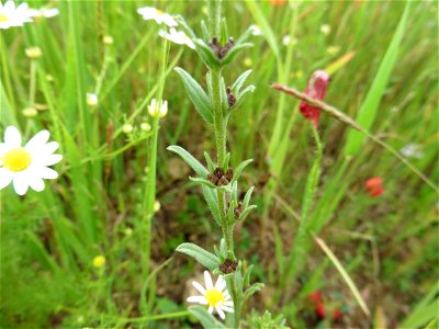 Buglossoides arvensis (L.) I.M.Johnst., 1954