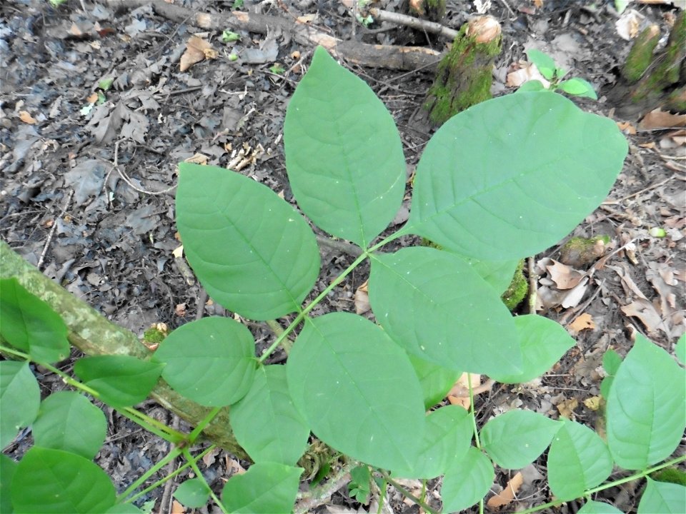 Fraxinus pennsylvanica Marshall, 1785