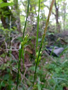 Carex depauperata Curtis ex With., 1787