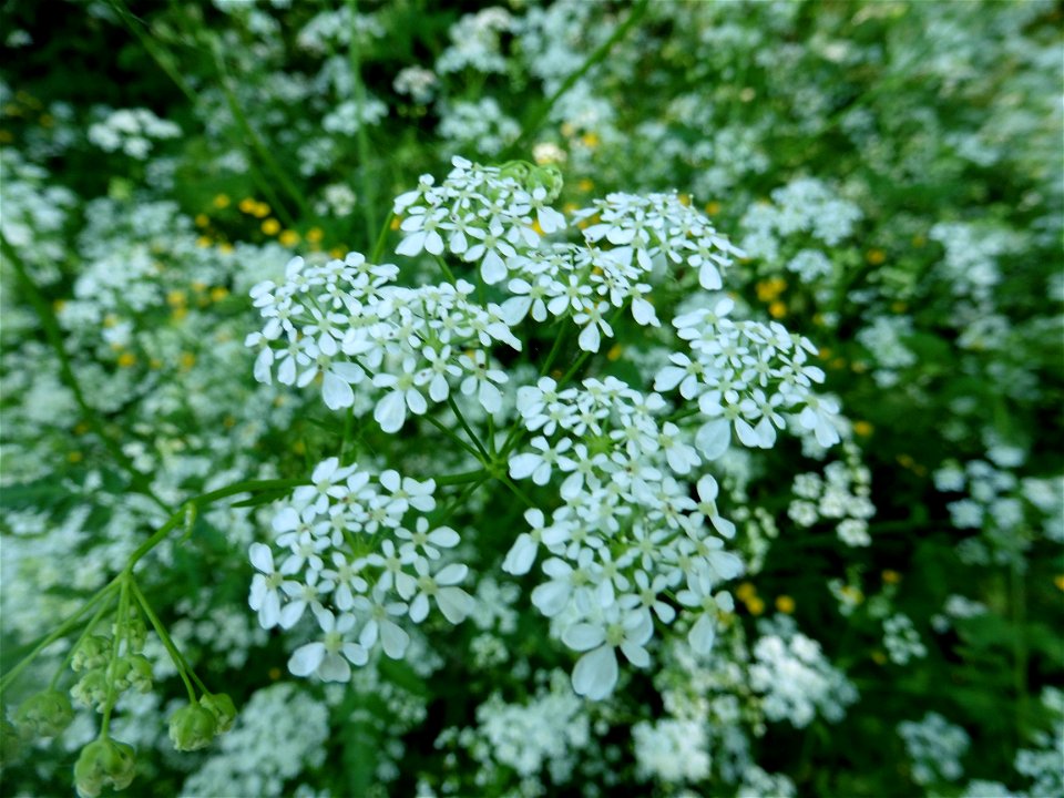 Anthriscus sylvestris (L.) Hoffm., 1814