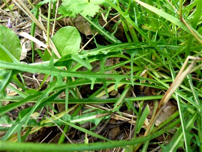 Scorzoneroides autumnalis (L.) Moench, 1794