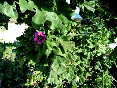 Malva arborea (L.) Webb & Berthel., 1837