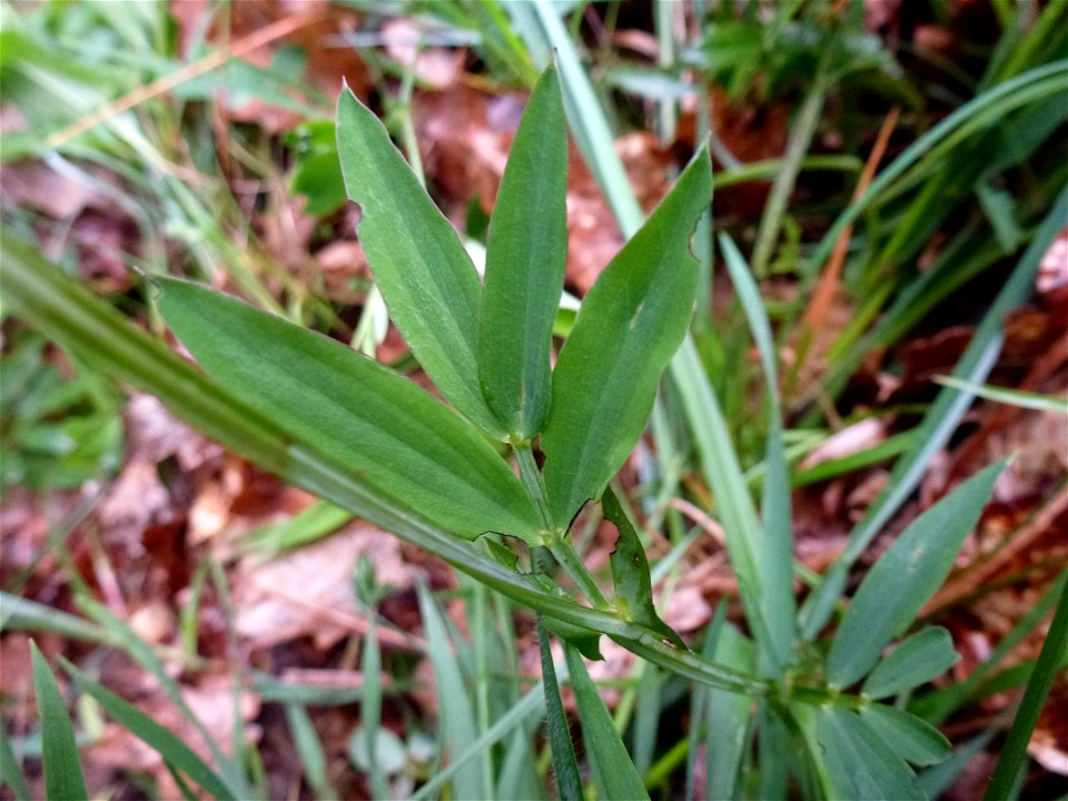 Lathyrus linifolius (Reichard) Bässler, 1971