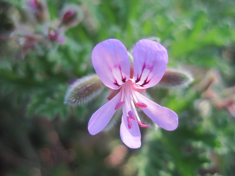 Plant natural blossom