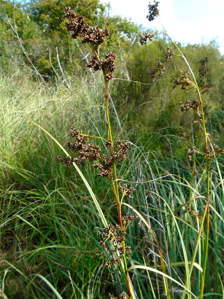 Cladium mariscus (L.) Pohl, 1809