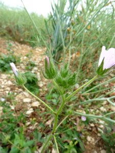 Malva setigera Spenn., 1829