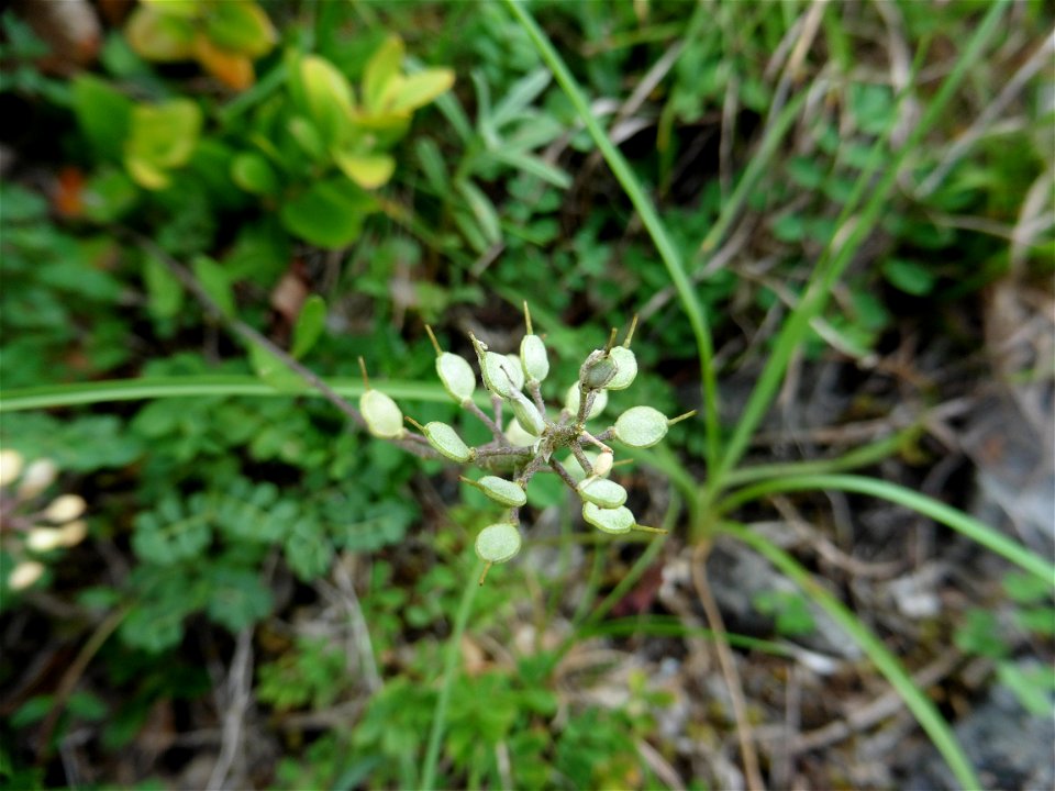 Alyssum montanum L., 1753