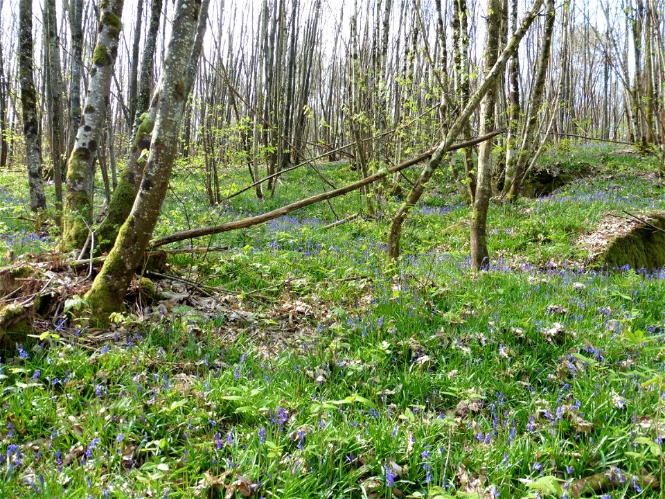 Hyacinthoides non-scripta (L.) Chouard ex Rothm., 1944