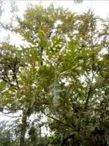 Quercus pyrenaica Willd., 1805