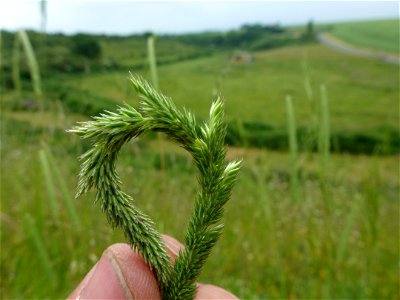 Phleum phleoides (L.) H.Karst., 1880