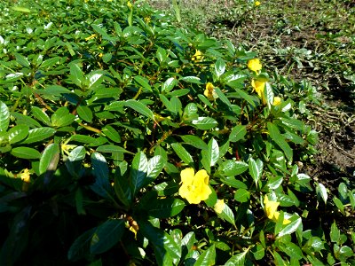 Ludwigia peploides (Kunth) P.H.Raven, 1964